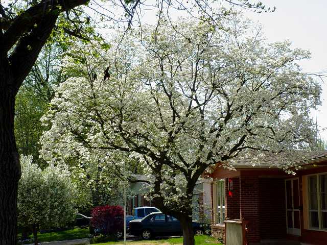 Spring 2004 Photo 1