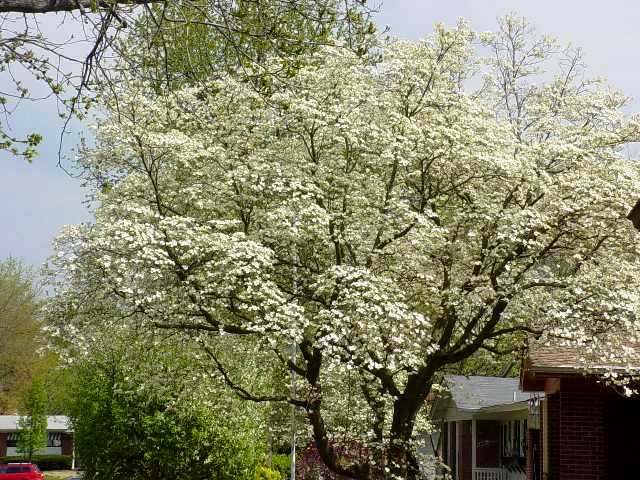 Spring 2005 Photo 1