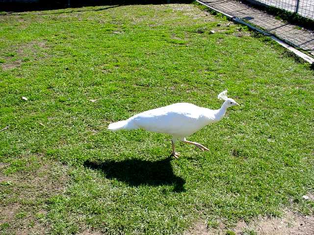 Turpentine Creek Wildlife Refuge Photo 36