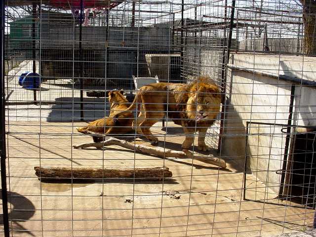 Turpentine Creek Wildlife Refuge Photo 39