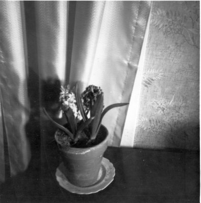 1964 Flower in Farm Home.jpg