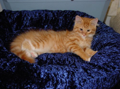 Simba kitten pic 1 2003.JPG