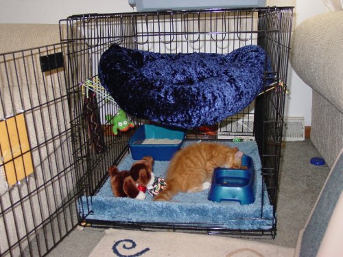 Simba kitten pic 3 2003.JPG