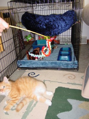 Simba kitten pic 4 2003.JPG