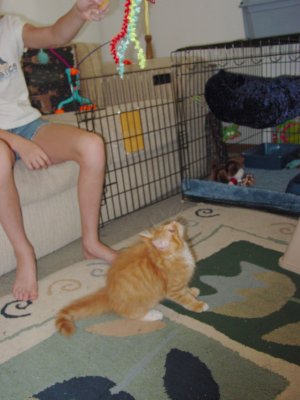 Simba kitten pic 7 2003.jpg
